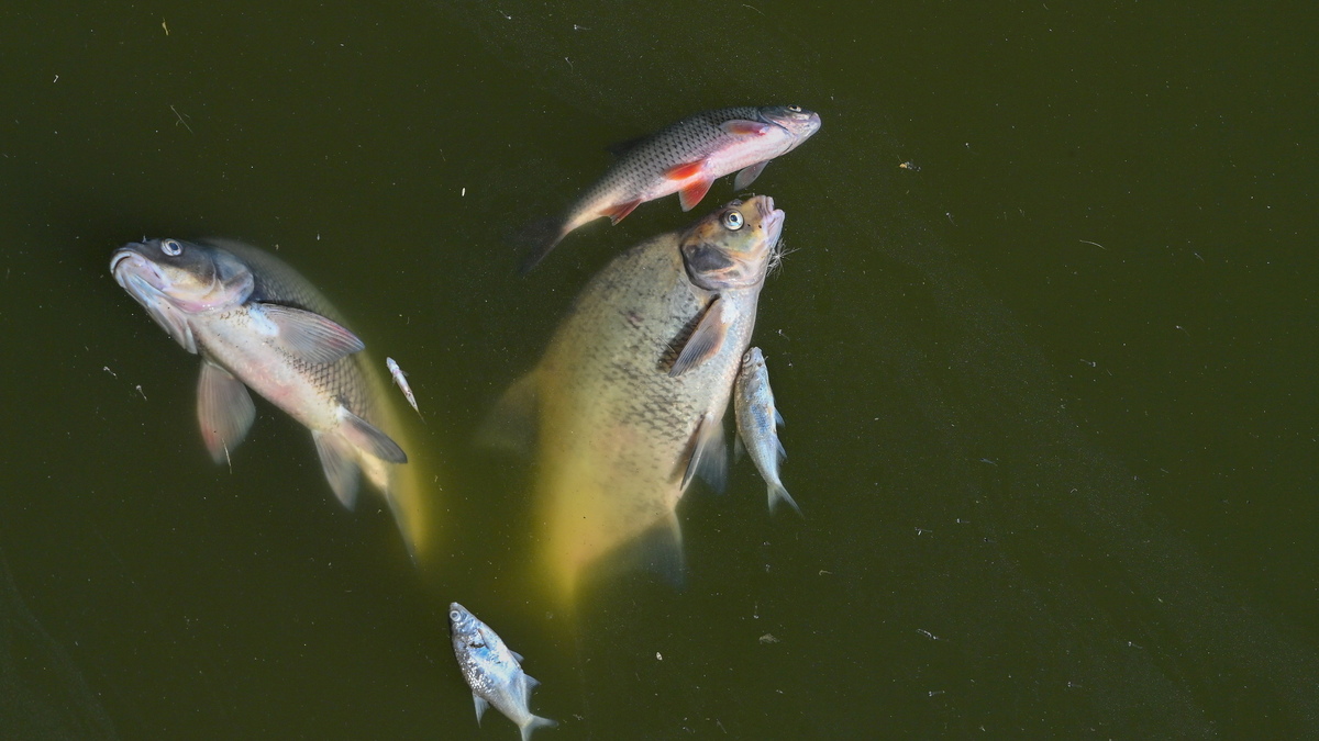 Śmierć ryb w Odrze: Przyczyną mogą być trujące sole i glony