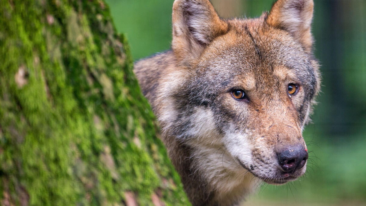 Wolfswelpen Dresdner Heide: Bitte an Spaziergänger und Pilzsuchende, den  Lebensraum der Wildtiere nicht zu beunruhigen · Leipziger Zeitung
