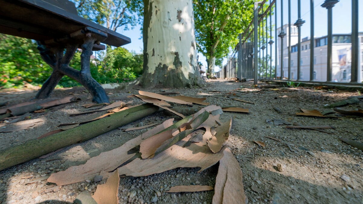 Why do the plane trees in Dresden shed their bark in midsummer?