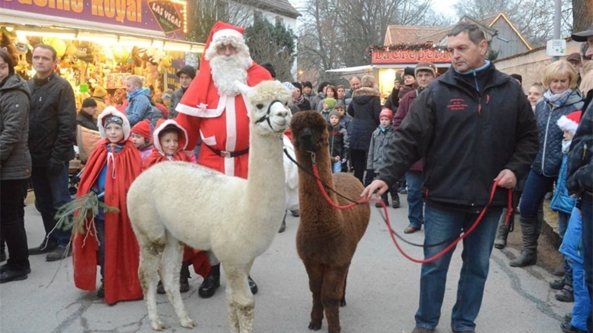 Mit Alpakas beim Weihnachtsmarkt S chsische.de