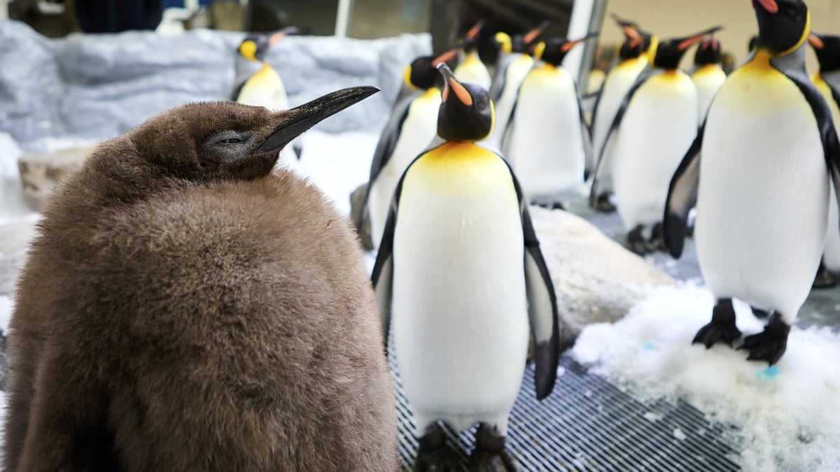 22-Kilo-K-ken-Australischer-Baby-Pinguin-wird-Social-Media-Star