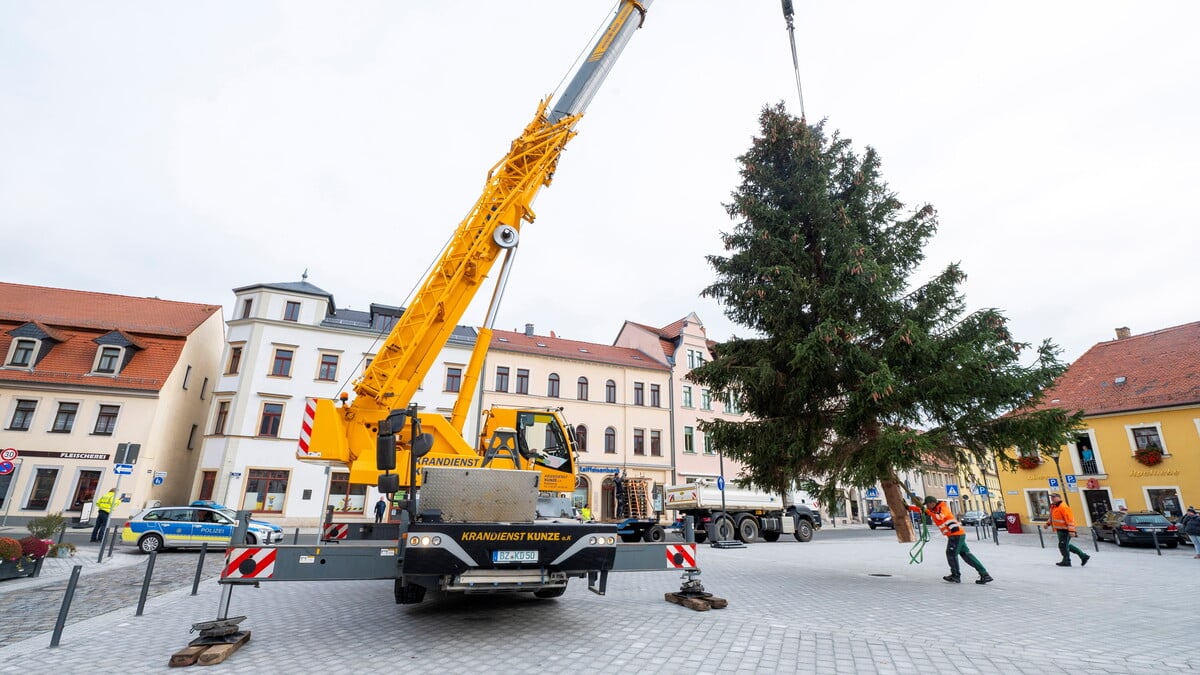 Radebeul Weihnachtsbaum kommt auf den Markt Sächsische.de