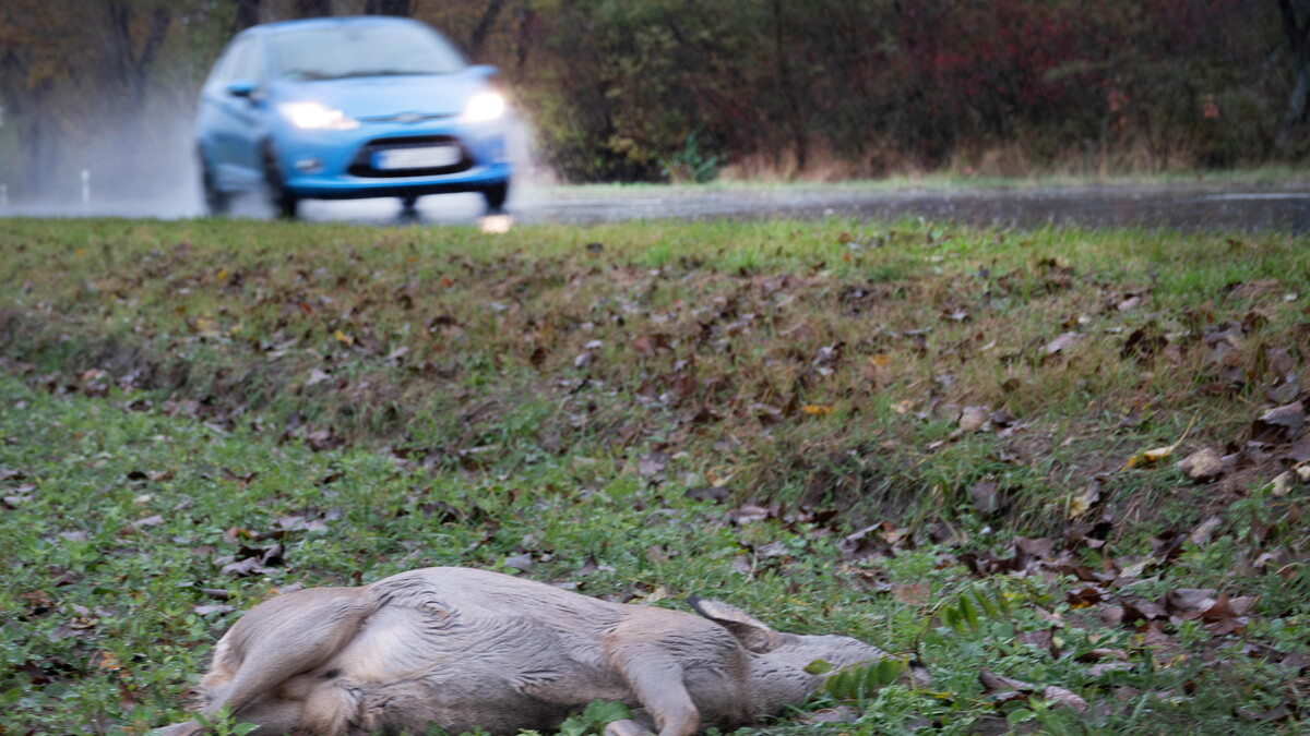 Radeberg: Landkreis Bautzen: 13 Wildunfälle Binnen 24 Stunden ...