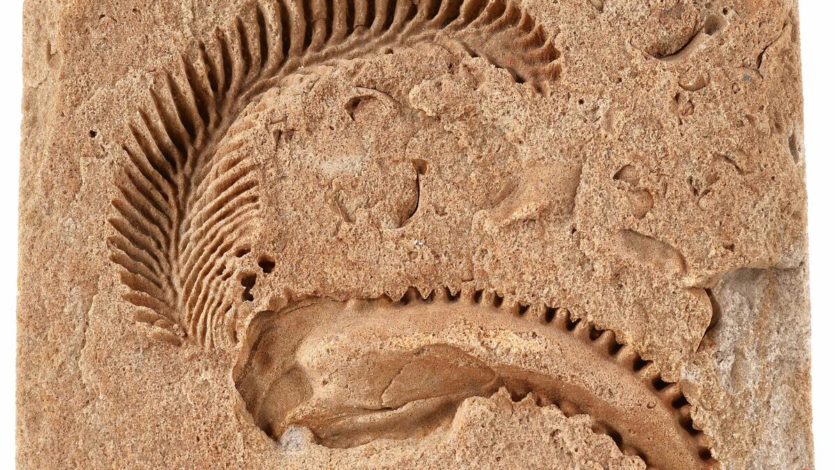 Die Kalkschalen der Hahnenkamm-Muschel Rastellum carinatum waren außen auffällig gezackt. Die Fossilien stammen aus Sandsteinbrüchen im Osterzgebirge.