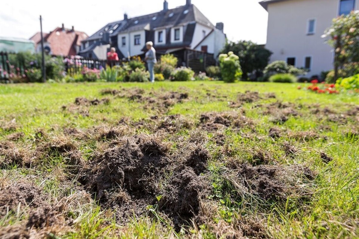 Wer gräbt nachts den Rasen um? Sächsische.de