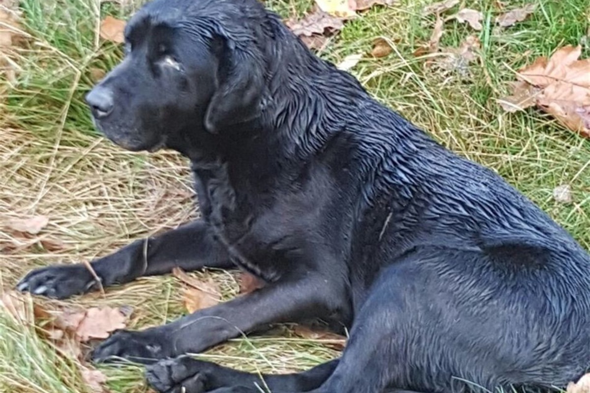 Herrenloser Hund Sächsische.de