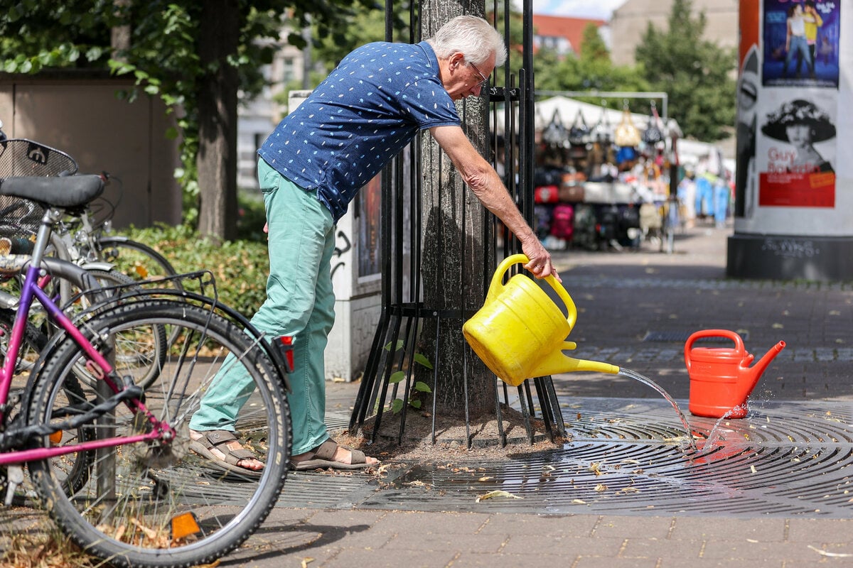 City trees suffer from drought |  Sächsische.de