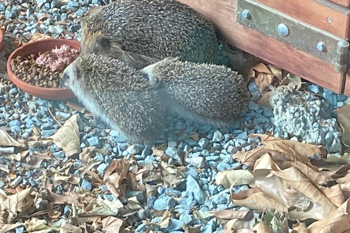 Dresden: Can Dresden hedgehogs study music?