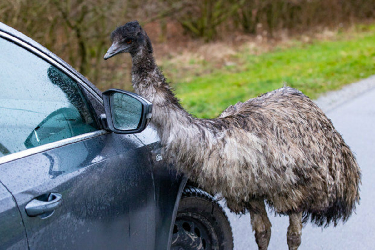 So Geht Es Dem Ohorner Findel Emu Sachsische De