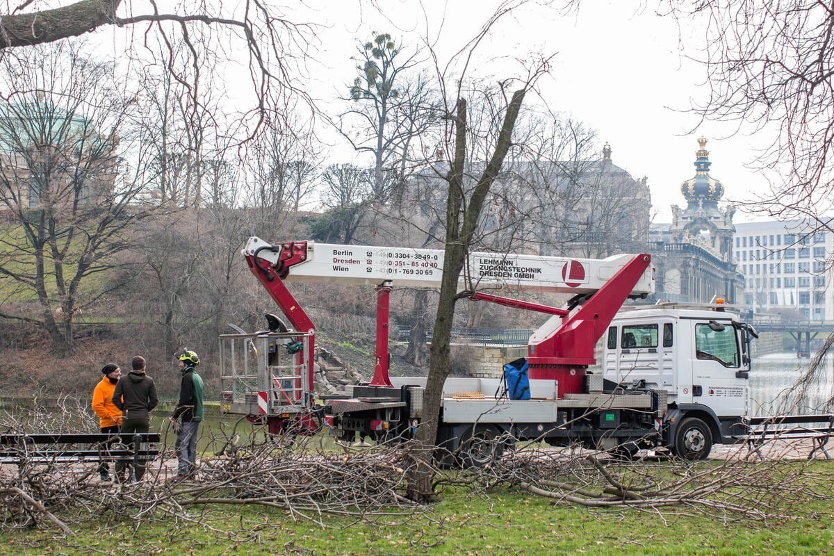 The saws screech at the Dresden Zwingerteich