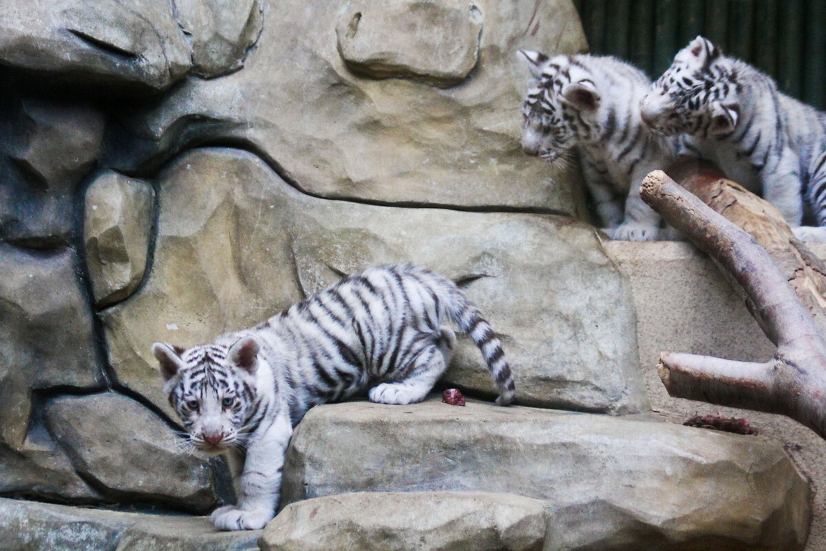 Zoo Liberec Wird 100 Und Verliert Die Weissen Tiger Sachsische De