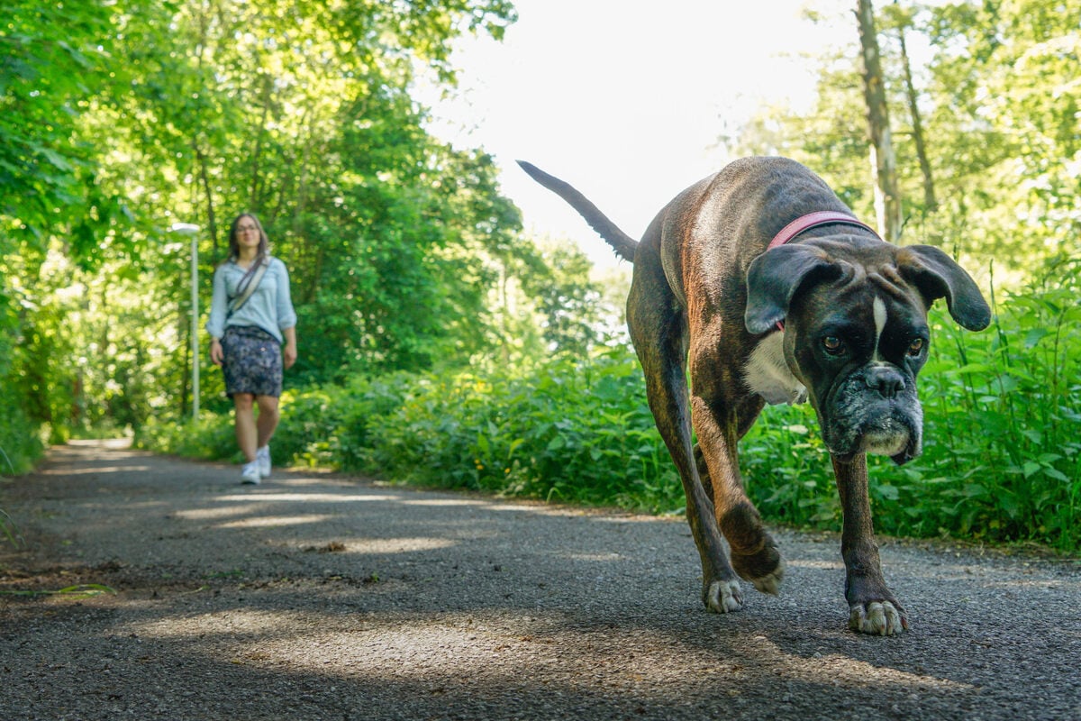 Wo Hunde ohne Leine laufen dürfen Sächsische.de