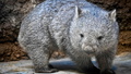 Neu im Prager Zoo: Wombat "Cooper" aus Hannover
