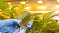 Demecan in Naunhof: Eigene Cannabis-Produktion kann starten