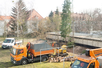 Hunderte Bäume in Dresden illegal gefällt