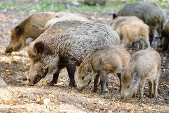 Chemnitzer Tierpark tötet Wildschweine vorsorglich