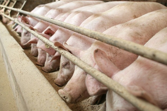 Schweinemastbetrieb Ist Verkauft Sächsischede 9769