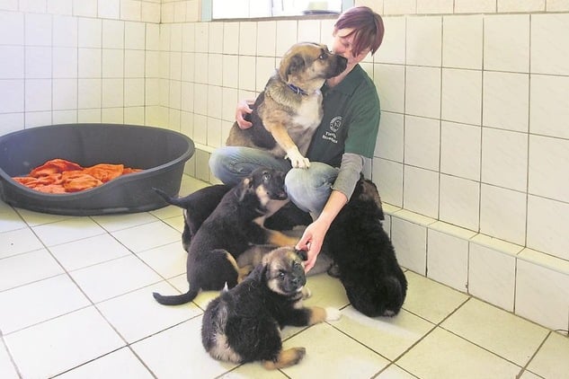 Neues Zuhause für Hunde aus Kleinbautzen Sächsische.de