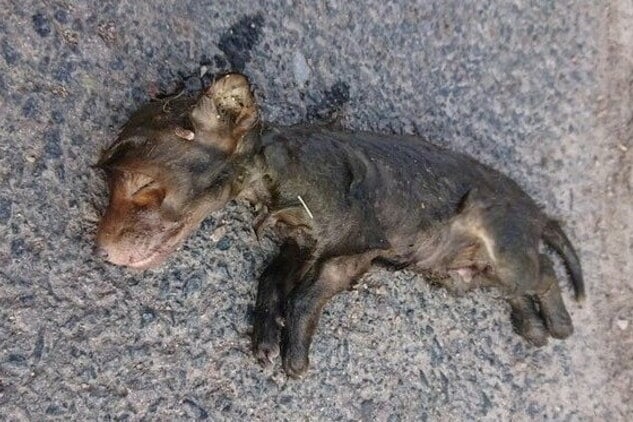 Tote Hundewelpen Belohnung ausgesetzt Sächsische.de