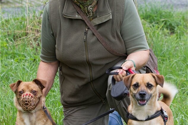 Gassi gehen mit Cesar und Bella Sächsische.de