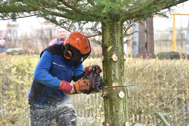 Baum Fällen Chemnitz Kosten