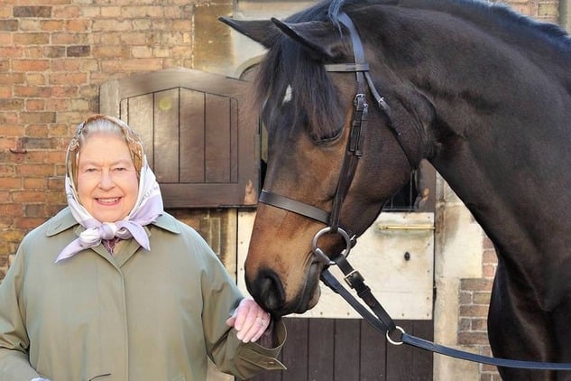 Moritzburger Hengst Deckt Stute Der Queen S Chsische De