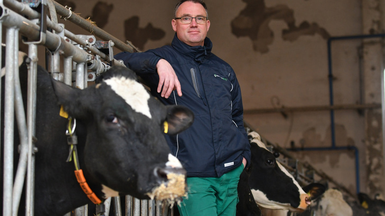 Henryk Schultz ist nicht nur Chef in der Milchviehanlage in Reinhardtsdorf, sondern auch vom Regionalbauernverband Sächsische Schweiz-Osterzgebirge. Dessen Mitglieder kommen am Dienstag zusammen und diskutieren die aktuellen Probleme.