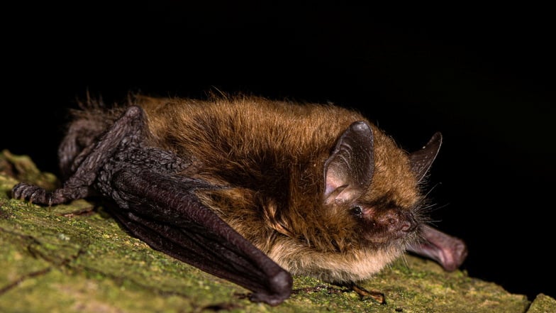 Den Bats, also Fledermäusen, beim Segeln zuschauen kann man zur Fledermausnacht an zwei Terminen.