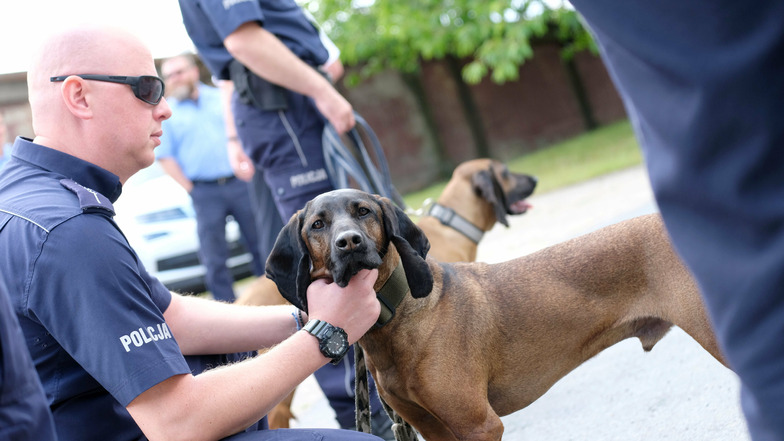 Die polnischen Polizisten setzen auf Bayerische Gebirgsschweißhunde. 