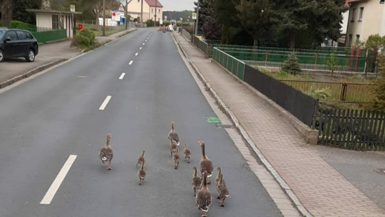 Weil die Bundesstraße in Schönfeld derzeit gesperrt ist, holen sich die Enten die Dorfstraße zurück.