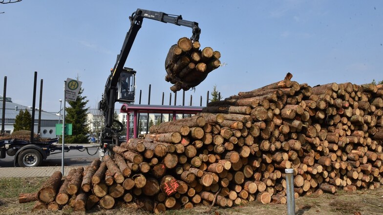 Um an die vom Sturm umgestürzten Bäume in Altenberg zu kommen, muss erst einmal ein Riesenholzberg aufgestapelt werden. Als Schutz, falls  Munition explodieren sollte, die hier noch vom Weltkrieg vermutet wird.