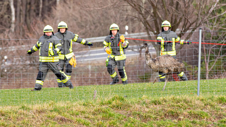 Elf Feuerwehrkameraden haben am Sonntag vergeblich versucht, den entlaufenen Vogel einzufangen.