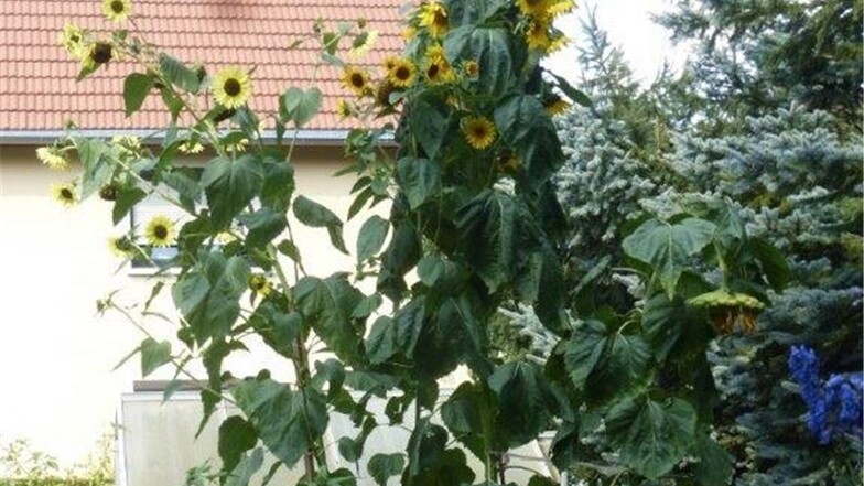 Die Sonnenblume bei Familie Krause in Höckendorf misst 3,75 Meter.