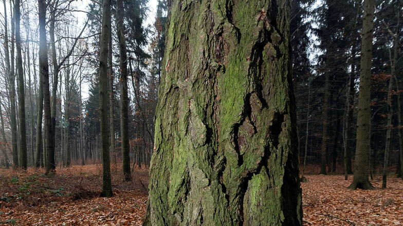 Seit fünf Jahren wird in Neustadt über einen Bestattungswald diskutiert. Ein Ende ist auch jetzt noch nicht in Sicht.