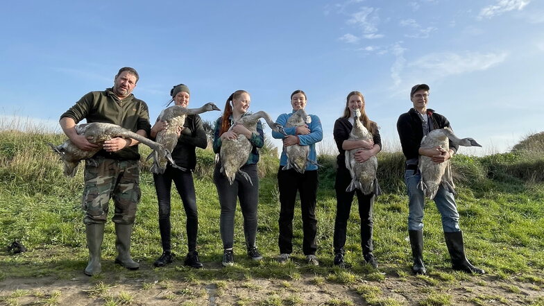 Ein rührendes Foto: Jeder Helfer trägt einen Schwan die letzten Meter bis zum Elbufer. Die Jungtiere verloren ihre Eltern und wurden in der Wildvogelauffangstation in Dresden-Kaditz aufgepäppelt.