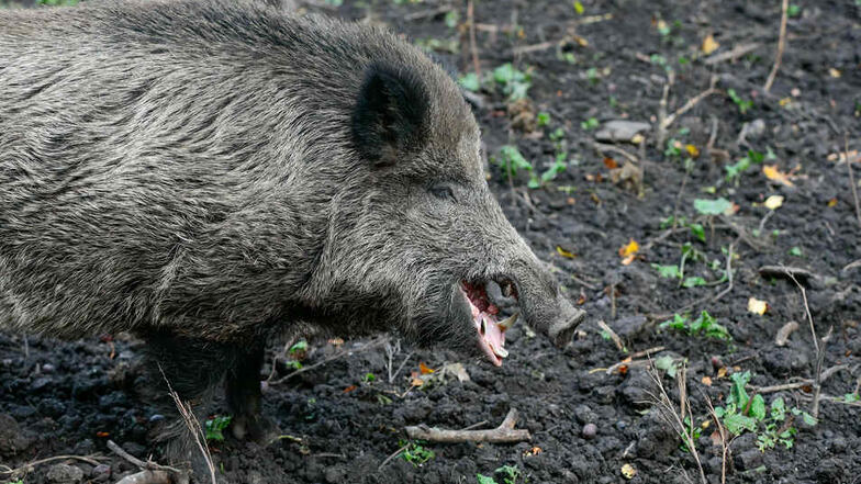 Die Schweinepest breitet sich im Kreis Görlitz immer mehr aus.