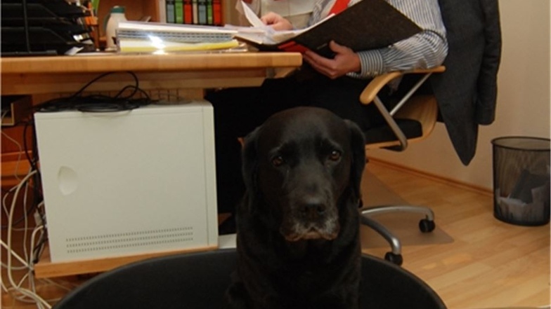 Ihr Bürohund Hazel war der Liebling vieler Mandanten.