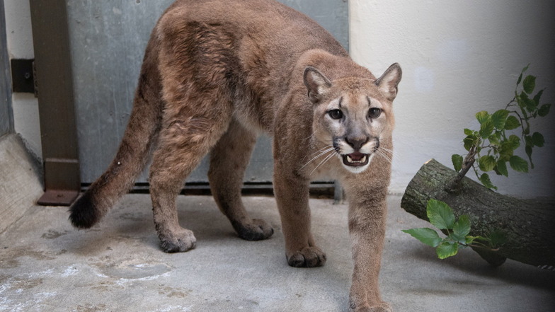Der rund 80 Pfund schwere Puma wurde den Behörden vom Besitzer freiwillig übergeben.