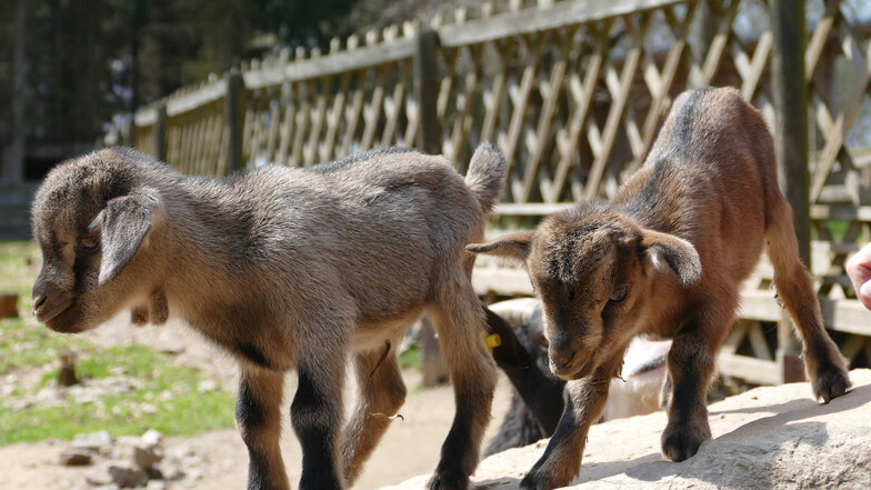 Im Tiergehege des Sonnenlandparks sind junge Ziegen und Kamerun-Schafe zu sehen. über Ostern können sie täglich von 10 bis 18 Uhr besucht werden.