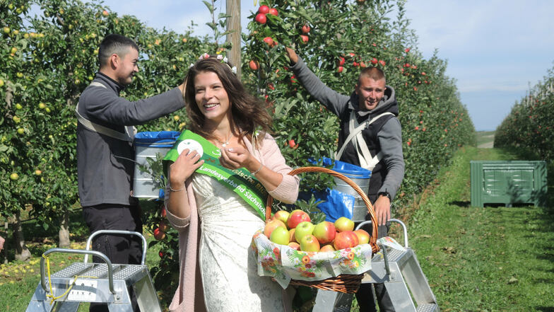 Dort hängen die Zweige voll mit Gala-Äpfeln, doch insgesamt ist die Ernte schwach: Sachsens Blütenkönigin Elisabeth hat mit ukrainischen Pflückern die Saison eröffnet.