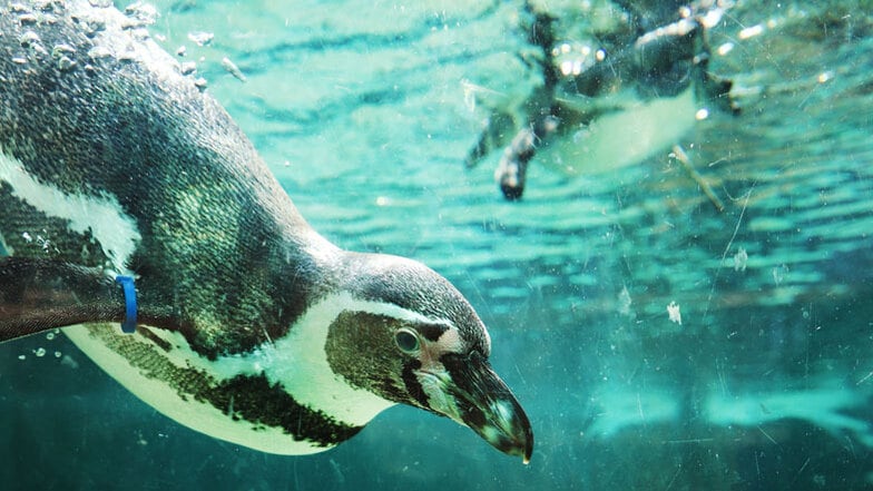 Im Wasserbecken kühlen sich die Pinguine ab und leben ihren natürlichen Bewegungsdrang aus.