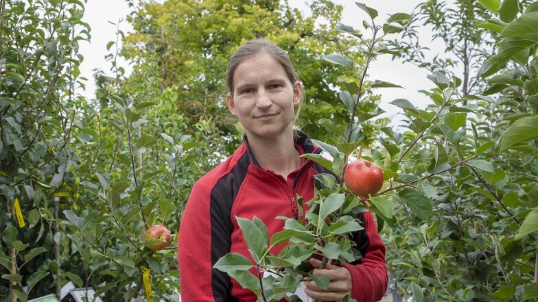 Der eigene Apfelbaum gewinne an Wertschätzung, sagt Judith Henke, Chefin der Gartenbaumschule Lux in Bannewitz.