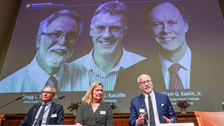 Auf einer Pressekonferenz verkündet das Nobelkomitee mit den Mitgliedern Patrik Ernfors (erste Reihe, l-r), Anna Wedell und Randall Johnson den Nobelpreis für Medizin 2019, während die drei Gewinner auf eine Leinwand projiziert werden.