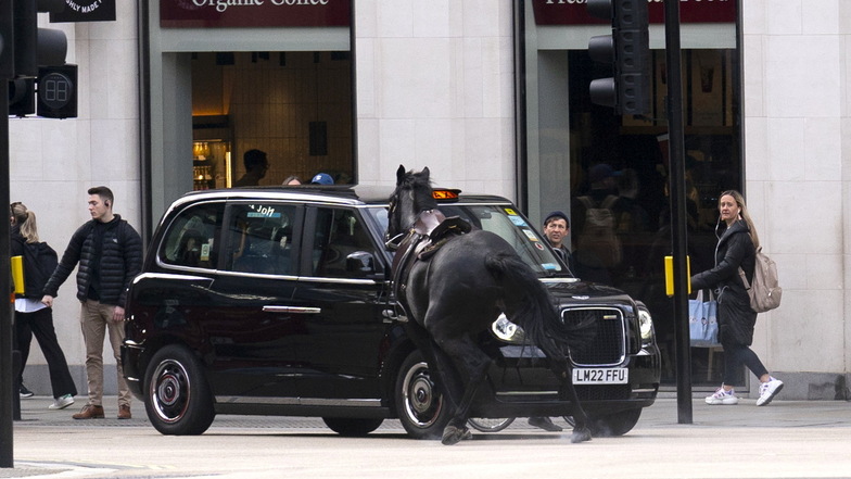Ein schwarzes Pferd kollidiert mit einem Londoner Taxi, nachdem es die A4 in der Nähe von Aldwych im Zentrum Londons gelaufen ist.