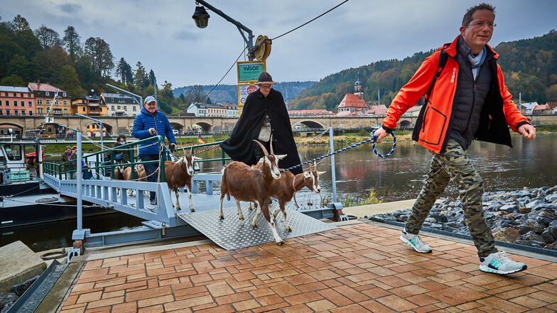 Mit der Fähre in Königstein kam die Ziegenherde auf die andere Elbseite. 