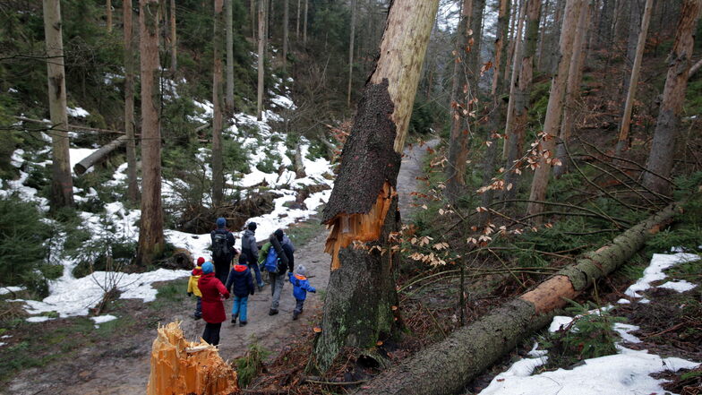 Brechende Bäume am Wanderweg: Hier die sogenannte Lehne in den Affensteinen in der Sächsischen Schweiz.