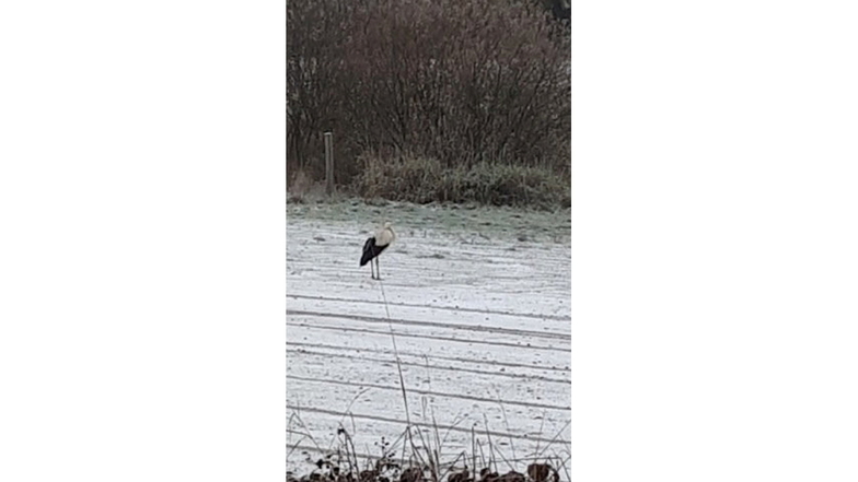 Ein Naturfreund aus Döbeln hat in dieser Woche einen Storch auf schneebedeckten Wiesen in Klosterbuch bei Leisnig entdeckt. Ist das normal, fragt er.