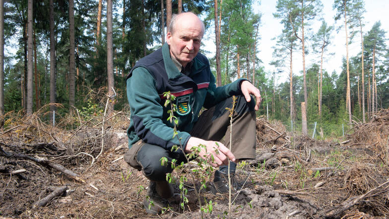 In der neu gepflanzten Schonung an der Alten Acht zeigt Forstdirektor Heiko Müller Hainbuche und Eiche.