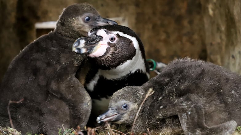 Zoo Dresden: Nachwuchs bei den Humboldtpinguinen