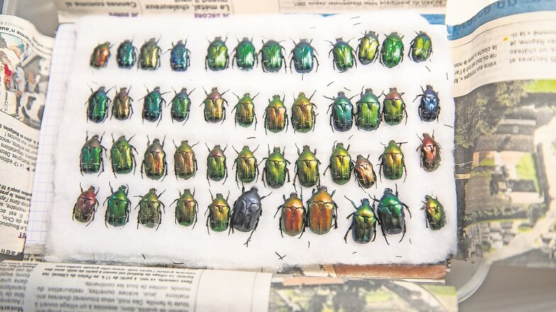 Das entomologische Institut in Paris hat – eingewickelt in eine französische Tageszeitung und auf Flies – schillernde Reihen glänzender Rosenkäfer geschickt.
